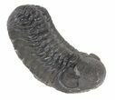 Austerops Trilobite Fossil - Rock Removed #55857-3